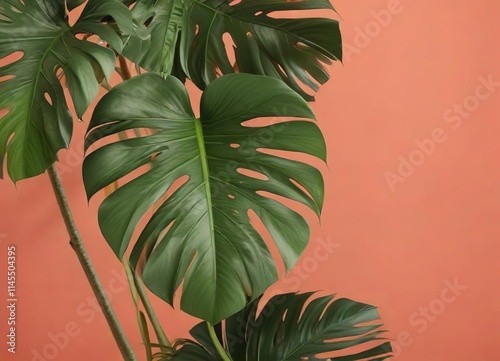 - Bright Dragon Tail Monstera leaf isolated on coral background, cut out, close-up