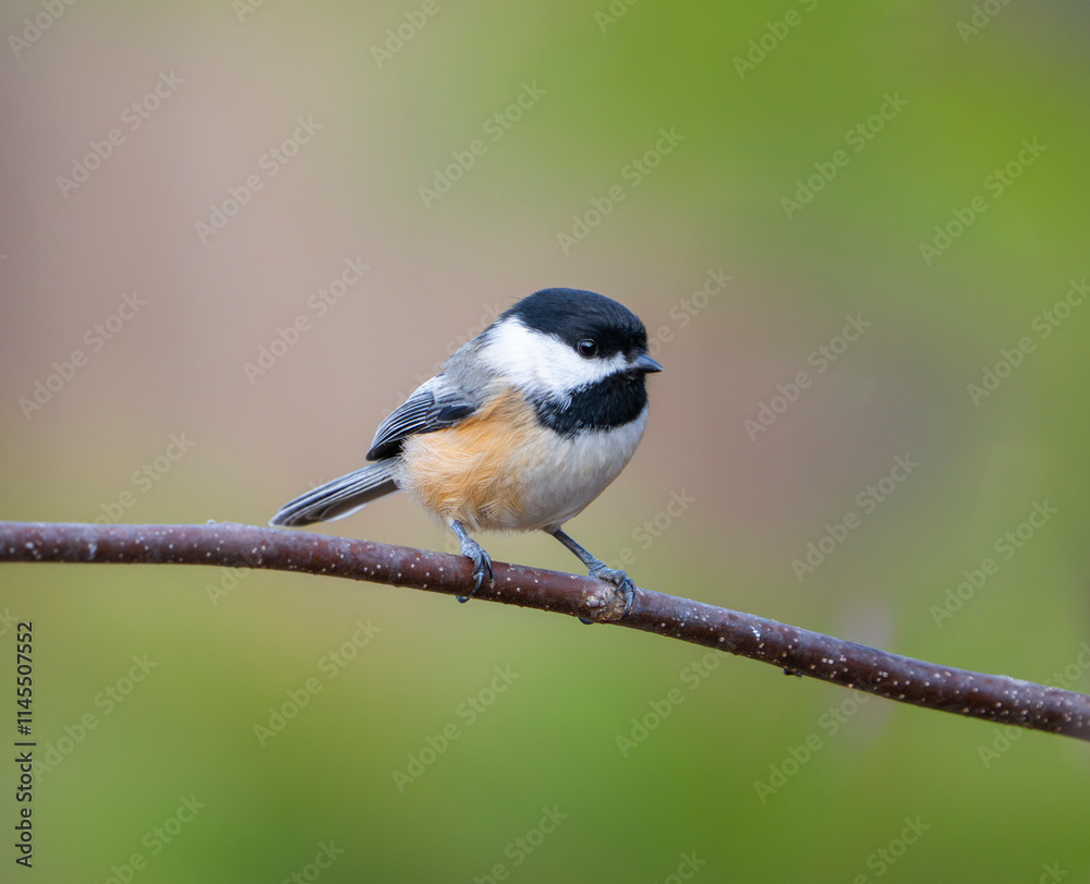 Fototapeta premium black capped chickadee bird standing on the tree branch