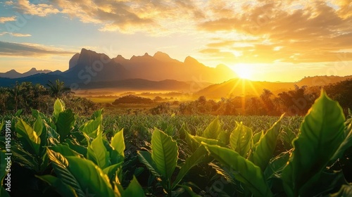 Vibrant sunset over lush green tobacco field with majestic mountains in the background.