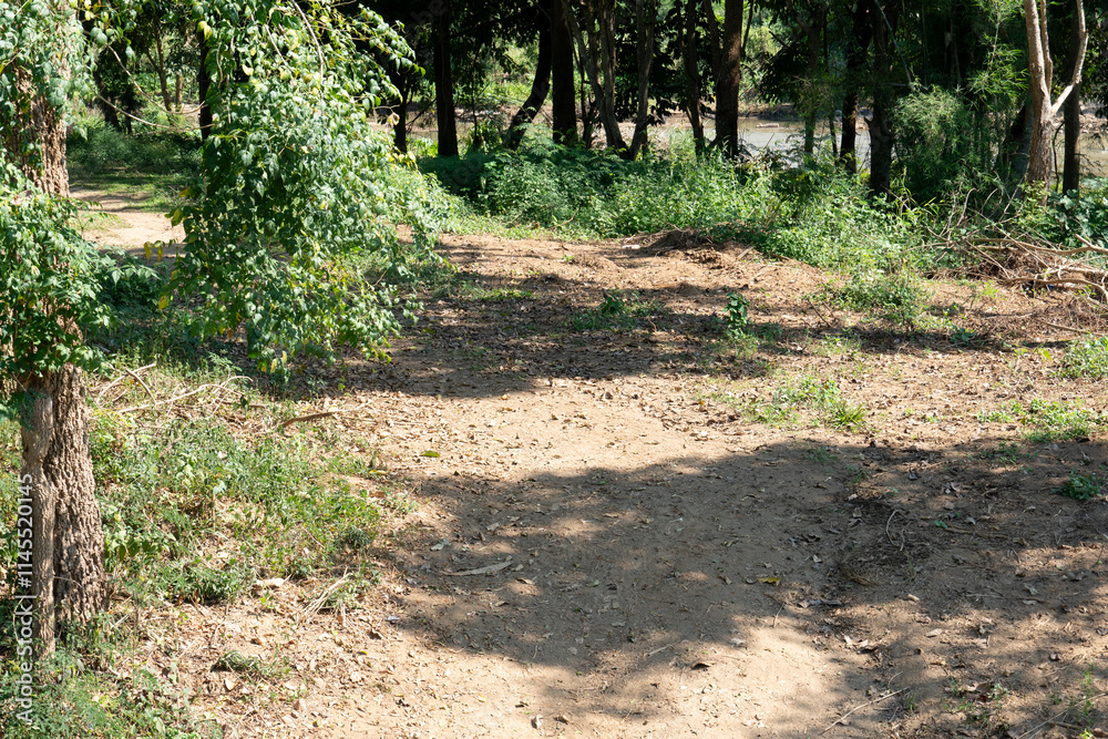 Dirt path that travels under the shade of trees. Surround of green trees. With the river in the distance. Dirt path that travels under the shade of trees. Surround of green trees. With the river in the distance.