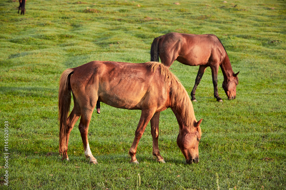 Fototapeta premium Horses grazing on the grassland in the early morning at Kulun Nur Scenic Area, Guyuan County, Hebei Province
