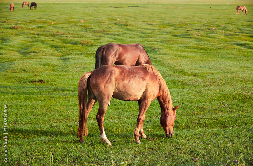Obraz premium Horses grazing on the grassland in the early morning at Kulun Nur Scenic Area, Guyuan County, Hebei Province