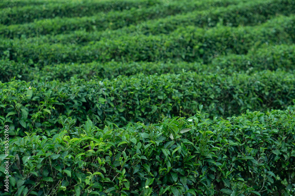 Rows of lush green plants of Tea. Possibly a tea or crop field, create a textured, repeating pattern across the landscape. Rows of lush green plants of Tea. Possibly a tea or crop field, create a textured, repeating pattern across the landscape.