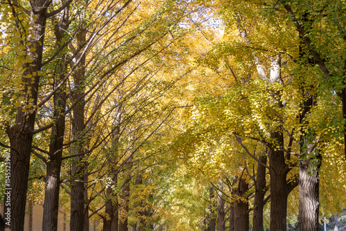 Beautiful yellow ginkgo leaves along Diaoyutai Ginkgo Avenue in Beijing photo