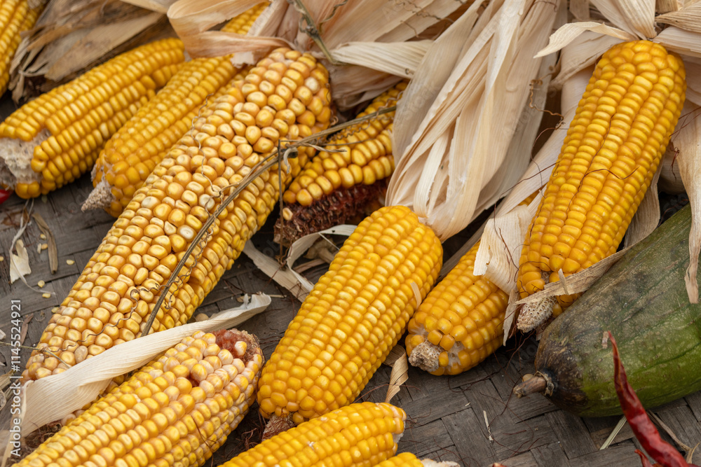 Ripe dried corn cobs