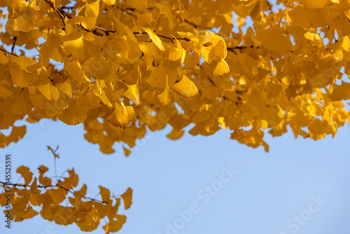 Yellow Ginkgo leavae in Yuanmingyuan Garden in Beijing , photo