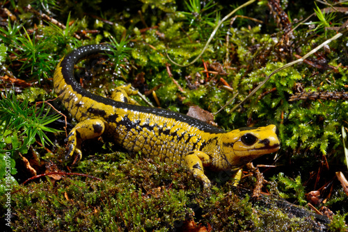 Feuersalamander // Fire salamander (Salamandra salamandra alfredschmidti)  - Tendi-Tal, Asturien, Spanien