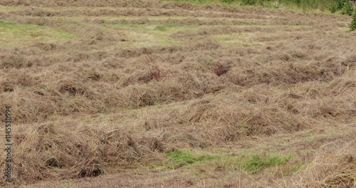 wide shot of Meadow hay after being cut late summer drying in the fields photo