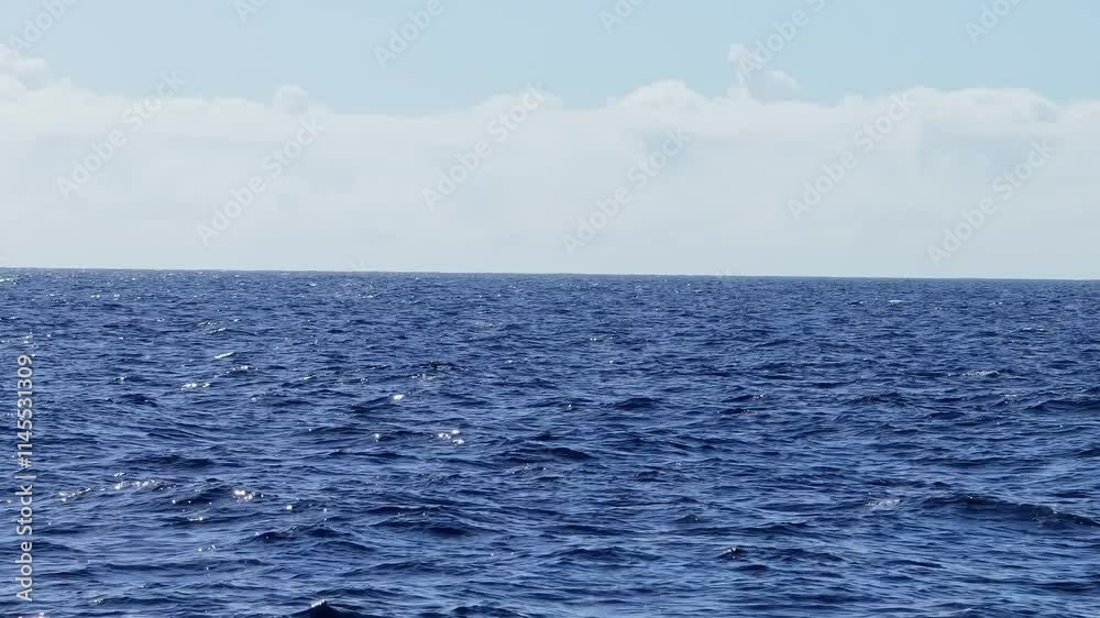 Tranquil ocean view showing pilot whales spouting in the vast waters, Tenerife Tranquil ocean view showing pilot whales spouting in the vast waters, Tenerife
