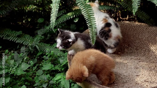 Kittens playfully explore a sunny garden filled with greenery and vibrant plants