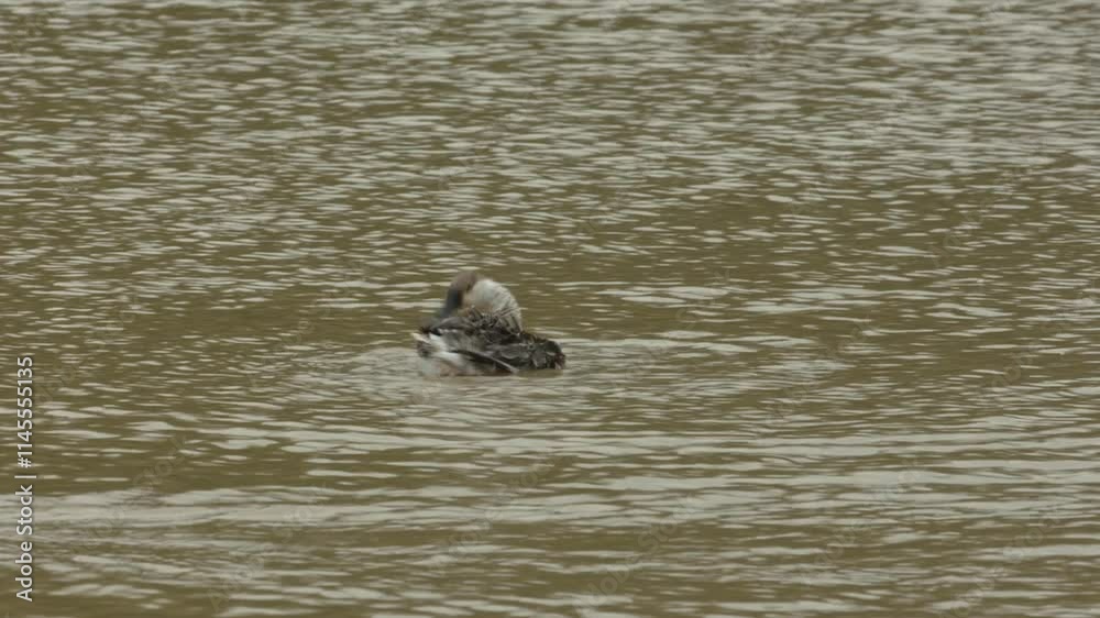 Mating behavior of geese observed in tranquil water setting at a serene lake during the early morning hours Mating behavior of geese observed in tranquil water setting at a serene lake during the early morning hours