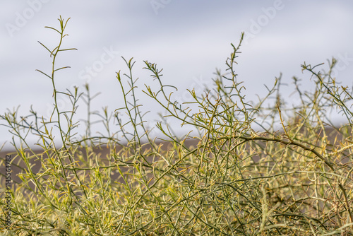 Ubehebe Craters / maar and tuff ring, volcanic. Death Valley National Park, California. Mojave Desert / Basin and Range Province. Ambrosia salsola, cheesebush, winged ragweed, burrobush,  photo