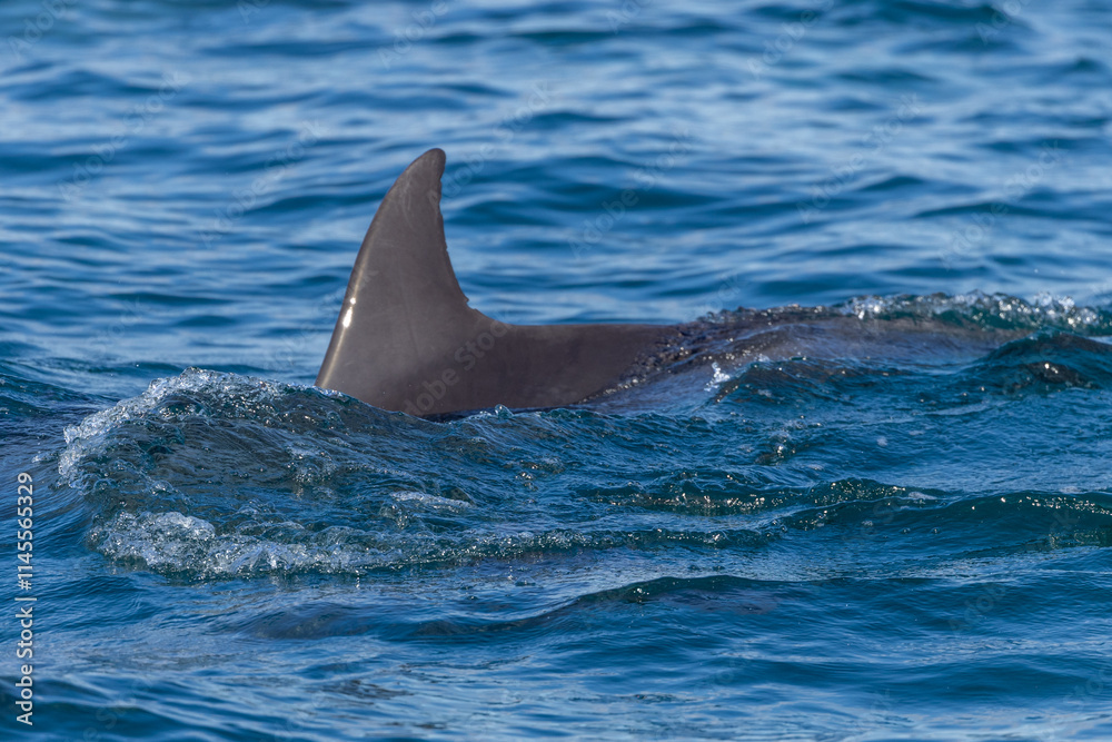 Naklejka premium Dolphins swimming in the wild, Matsushima, Japan.