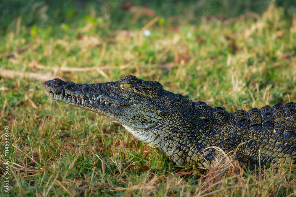 Obraz premium Nile crocodile (Crocodylus niloticus) is a large crocodilian native to freshwater habitats in Africa, where it is present in 26 countries.