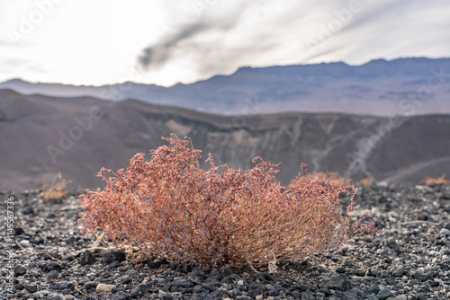 Euphorbia parishii,  Parish's sandmat, Ubehebe Craters / maar and tuff ring, volcanic. Death Valley National Park, California. Mojave Desert / Basin and Range Province. photo