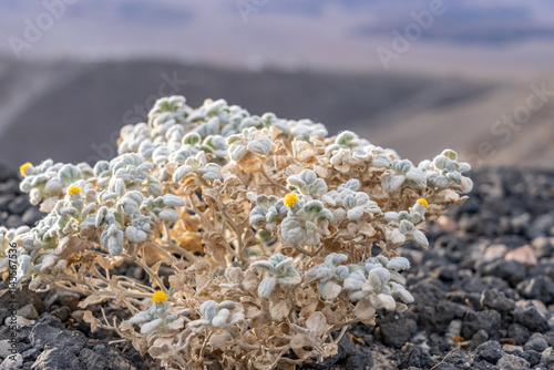 Ubehebe Craters / maar and tuff ring, volcanic. Death Valley National Park, California. Mojave Desert / Basin and Range Province. Psathyrotes ramosissima，velvet turtleback, or turtleback. photo