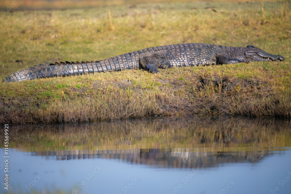 Fototapeta premium Nile crocodile (Crocodylus niloticus) is a large crocodilian native to freshwater habitats in Africa, where it is present in 26 countries.