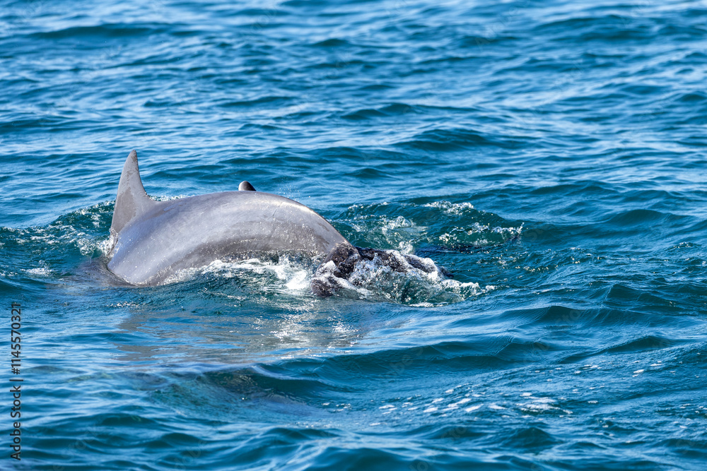 Fototapeta premium Dolphins swimming in the wild, Matsushima, Japan.