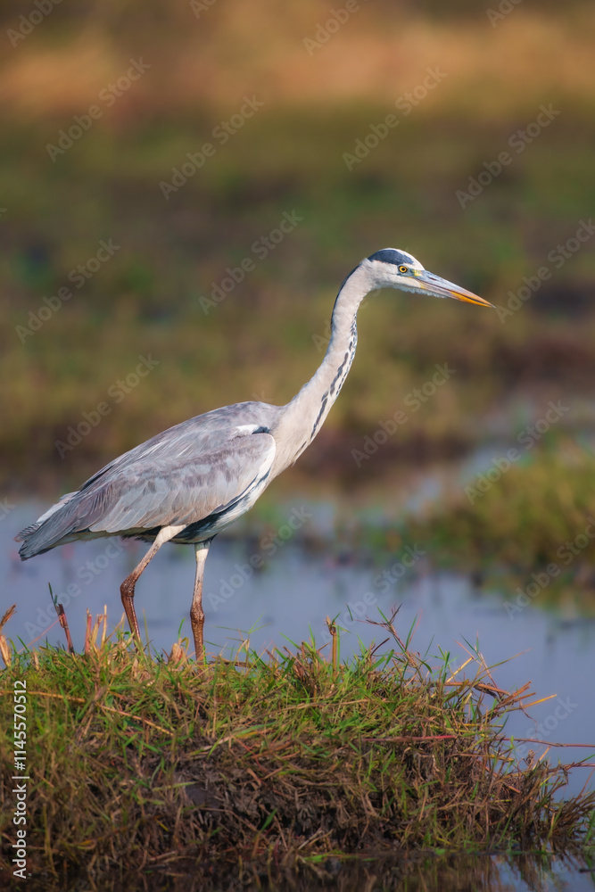 Obraz premium The grey heron Ardea cinerea is seen in Okavango Botswana.