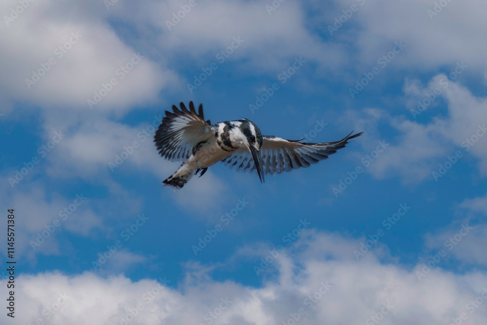 Obraz premium Pied kingfisher (Ceryle rudis) in flight.