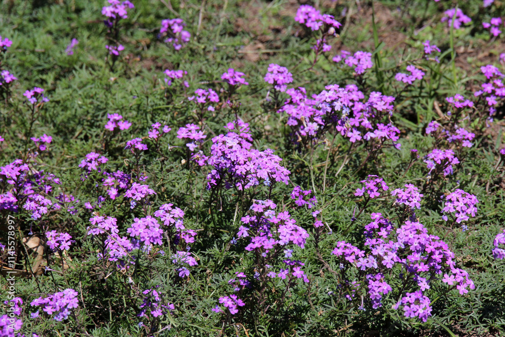 Field of purple flowers on Verbena plants Field of purple flowers on Verbena plants