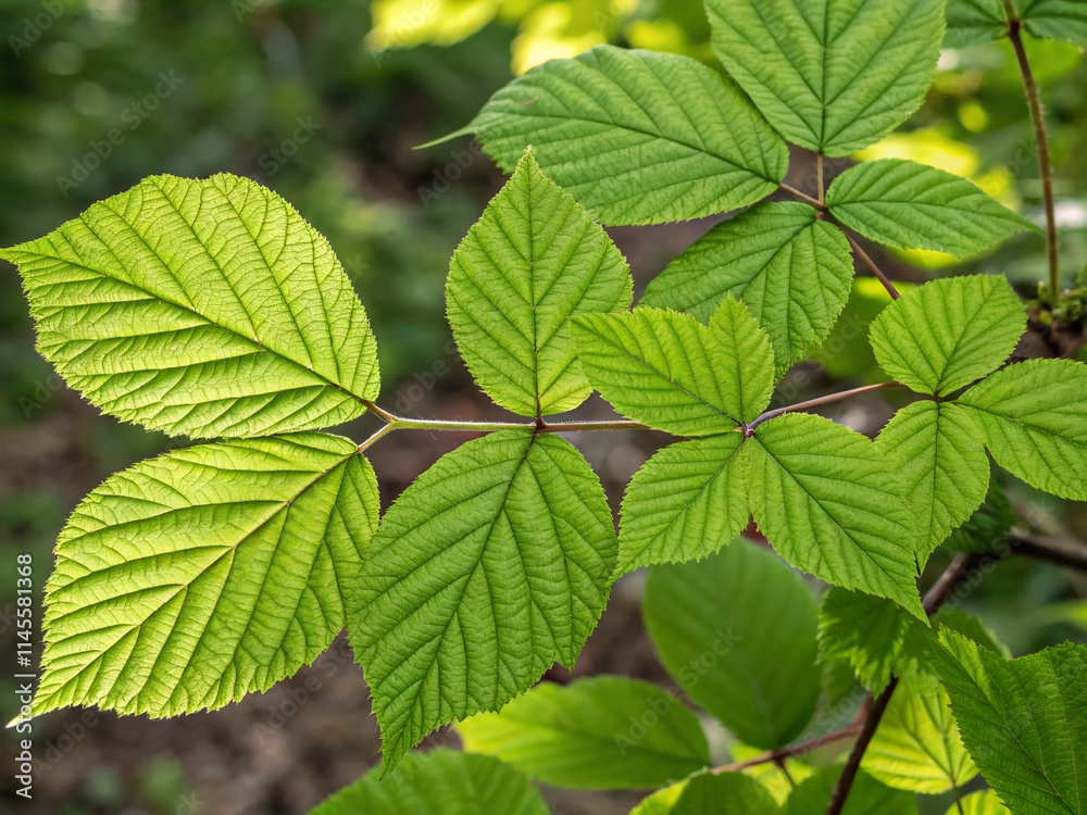 green leaves background. leaf, leaves, nature, plant, tree, spring, foliage, garden, branch, mint, plants, summer, closeup, green, flora, environment, chestnut, fresh, macro, forest, herb, pattern, is green leaves background. leaf, leaves, nature, plant, tree, spring, foliage, garden, branch, mint, plants, summer, closeup, green, flora, environment, chestnut, fresh, macro, forest, herb, pattern, is