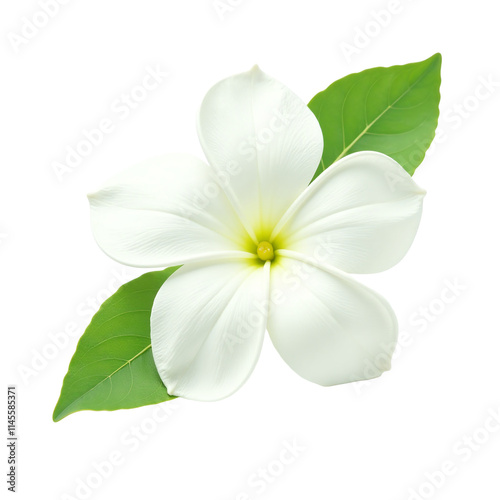 Portrait of Arabian Jasmine flower isolated on white background, fresh white jasmine blossom close-up, fragrant floral plant, tropical garden flower, natural beauty with detailed petals green leaves