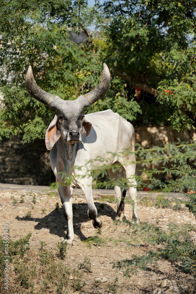 Than Monastery: A hidden gem in the lands of Bhuj