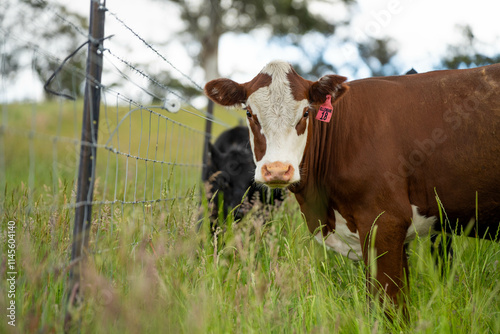 beautiful cattle in Australia  eating grass, grazing on pasture. Herd of cows free range beef being regenerative raised on an agricultural farm. Sustainable farming