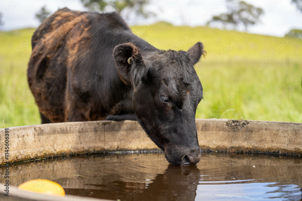 Fototapeta premium angus cow drinking water out of a round trough. livestock water trough in a field on a cattle farm in Australia in spring