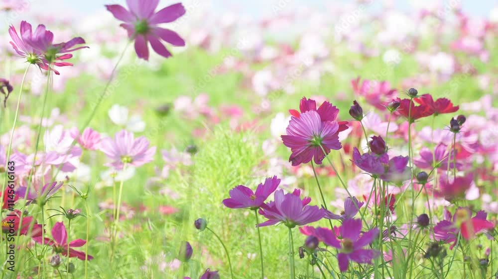 Beautiful cosmos flowers blooming sway in the wind blow Beautiful cosmos flowers blooming sway in the wind blow