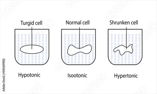 Tonicity and Osmosis. Isotonic solution, Hypertonic solution, Hypotonic solurion. Osmosis in Animal cell.osmotic pressure.