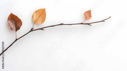 A branch with leaves on it. The leaves are brown and the branch is thin. The branch is on a white background