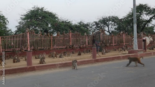 Monkeys sitting on a footpath in Govardhan Parikrama Marg, Uttar Pradesh, showcasing vibrant wildlife and cultural surroundings. photo