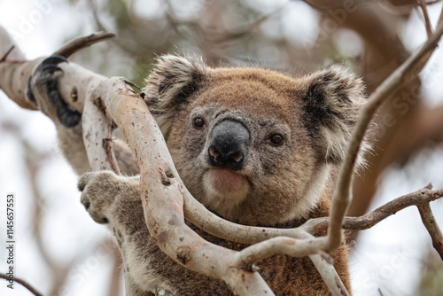 Close up portrait picture of a koala bear looking at the camera. Cute australian endemic animal holding onto a branch of a tree. Amazing wildlife moment captured in Victoria, east Australia.