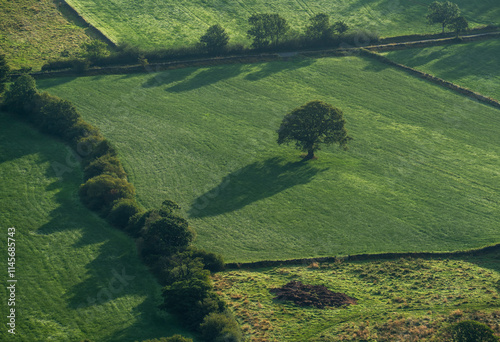 High view of lone tree in green field with low sun castng shadows on landscape photo