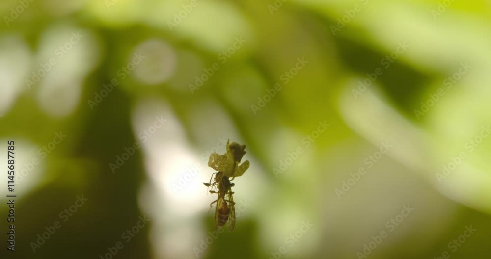 Crab Spider holding on to a bee it has just caught suspended by a thread trying to paralyze the prey Crab Spider holding on to a bee it has just caught suspended by a thread trying to paralyze the prey