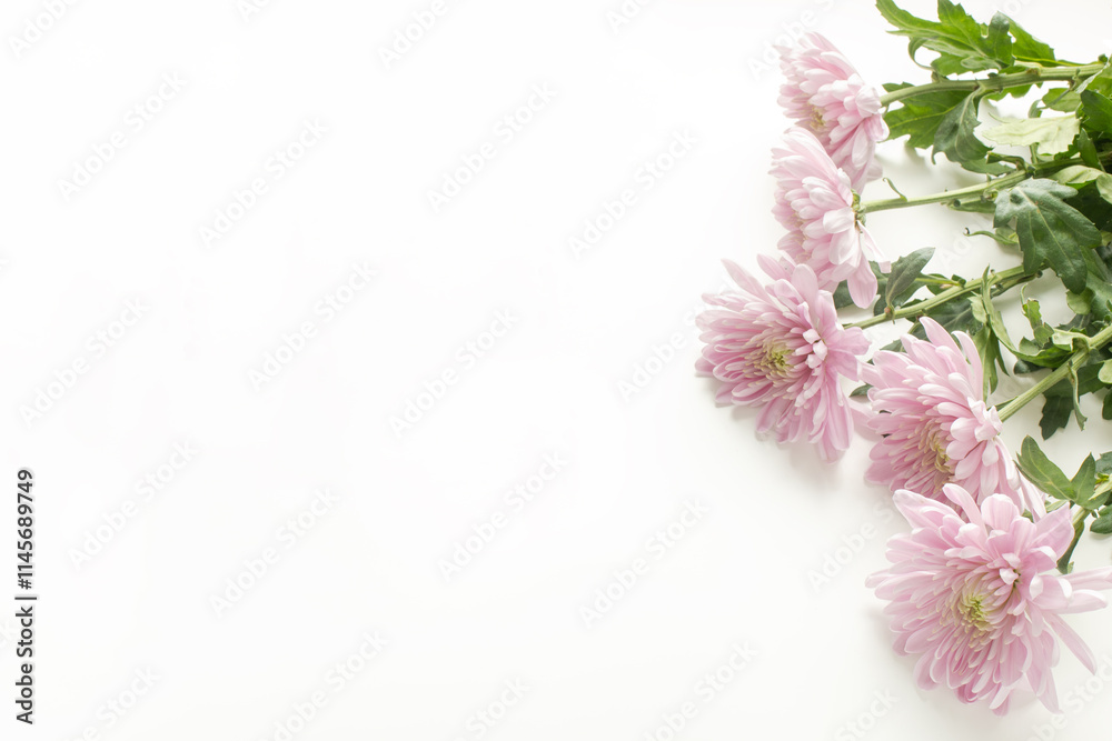 Close view of pink mums from the right side of the frame on white background with copy space for text Close view of pink mums from the right side of the frame on white background with copy space for text