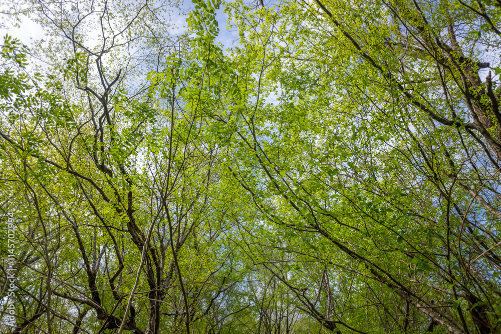 Green leaves against the blue sky under the sun. Summer forest landscape. Green leaves against the blue sky under the sun. Summer forest landscape.