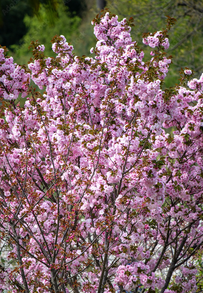 Pink cherry sakura flowers in nature in spring. Pink cherry sakura flowers in nature in spring.