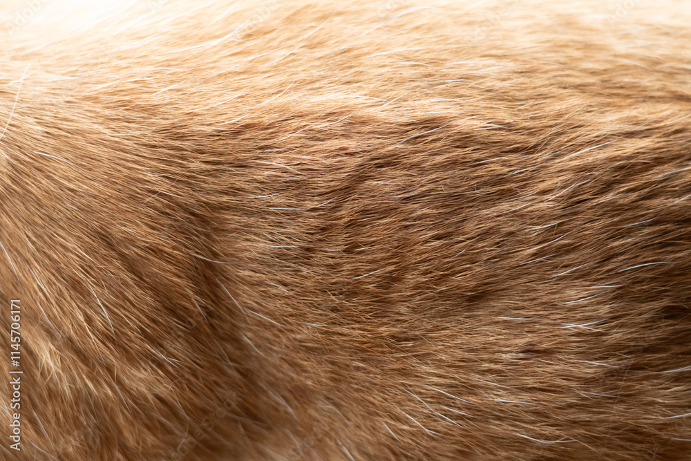 ふわふわな猫の毛並み 茶トラ猫 ふわふわな猫の毛並み 茶トラ猫