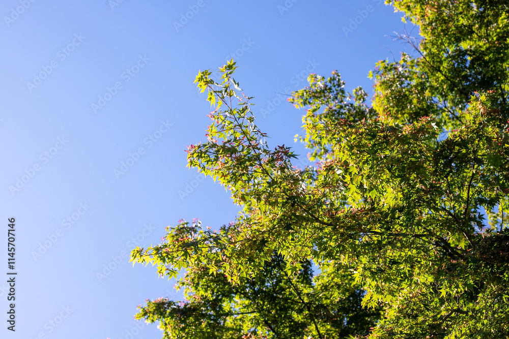 Green leaves against the blue sky under the sun. Summer forest landscape. Green leaves against the blue sky under the sun. Summer forest landscape.