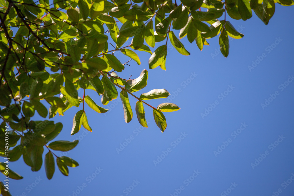 Green leaves against the blue sky under the sun. Summer forest landscape. Green leaves against the blue sky under the sun. Summer forest landscape.