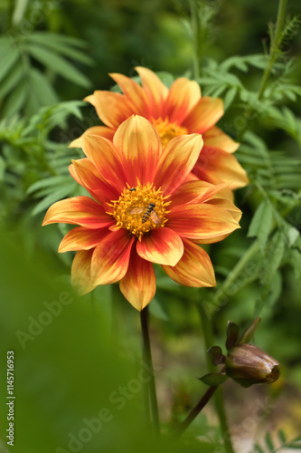 Bee on orange dahlia flower in Monet's garden in Giverny, France on a summer day.