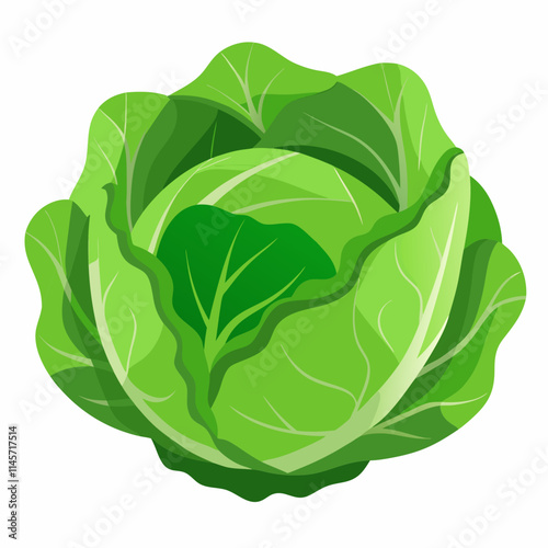 cabbage isolated on white background