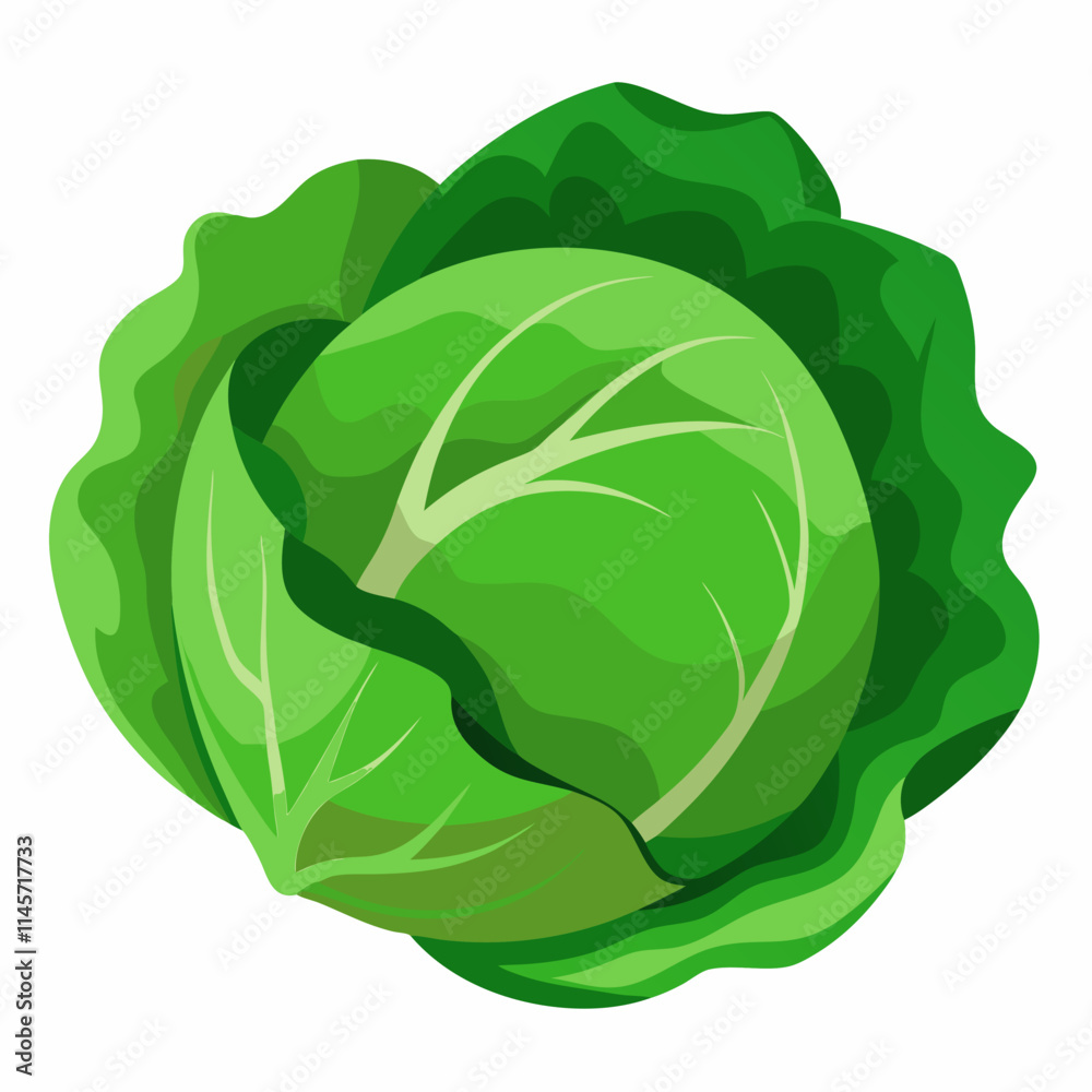 cabbage isolated on white background cabbage isolated on white background