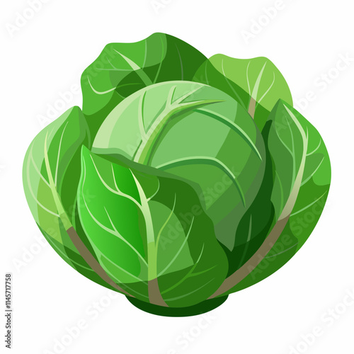 cabbage isolated on white background