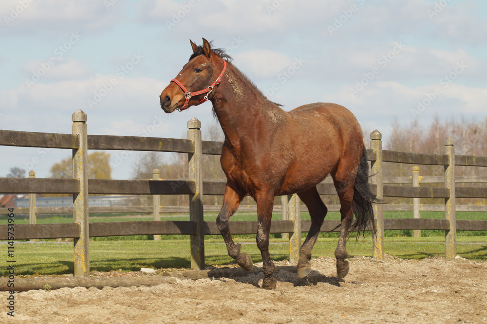 Fototapeta premium Brown horse walking in a paddock, sunny day.