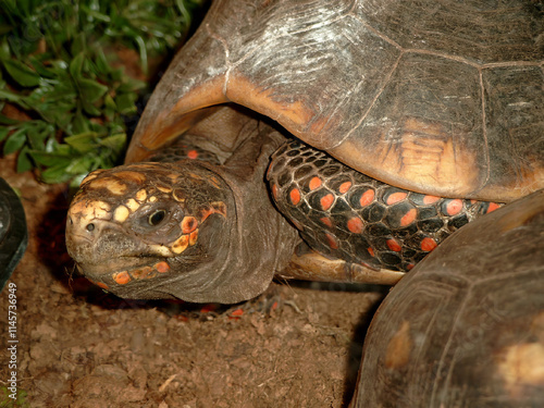 Closeup on a captive Red-footed tortoise , Geochelone carbonaria photo