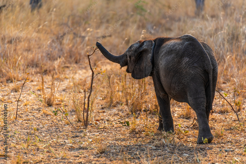 Fototapeta premium baby elephant at Chaminuka Game reserve in Zambia, Africa